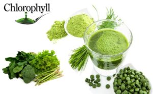 Diệp lục Chlorophyl