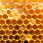 Keo ong: Tủ thuốc tự nhiên thu nhỏ