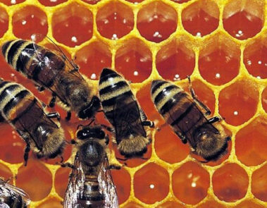 “Thần dược” keo ong thực chất là gì?